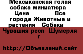 Мексиканская голая собака миниатюра › Цена ­ 53 000 - Все города Животные и растения » Собаки   . Чувашия респ.,Шумерля г.